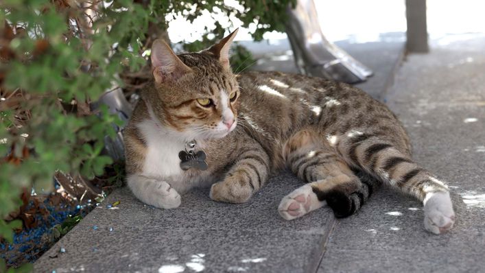 Dave the cat has become a staple of England's World Cup camp