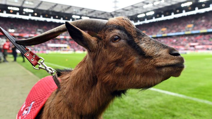 Hennes the goat is part of FC Cologne folklore